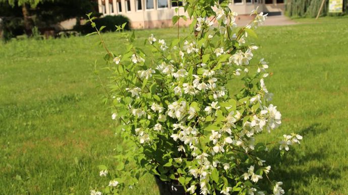 Philadelphuslemoinei ‘Avalanche’-  ©Pierre Cuny